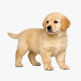 Golden retriever puppy used to create the tiny friend